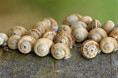 《街头霸王6》最新更新 铂金钻石段位追加10连胜奖励