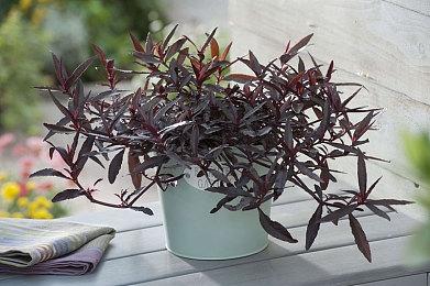 发售满一年 《卧龙：苍天陨落》全球玩家数突破500万